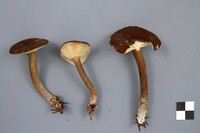 Lactarius lignyotus image